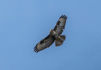 Mäusebussard im Flug von unten