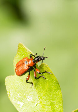 roter Käfer auf Blatt