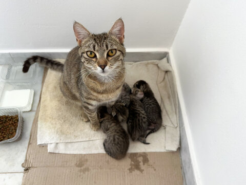 Homeless striped young cat with newborn tiny kittens on a dirty rag looks curious and bold