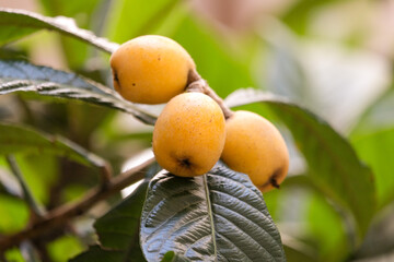 Close up yellow japanese medlaar loquat with leaves at tree. Selective focus.