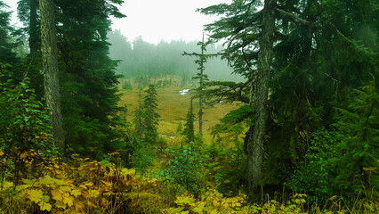 Obraz premium Bosque de Alaska