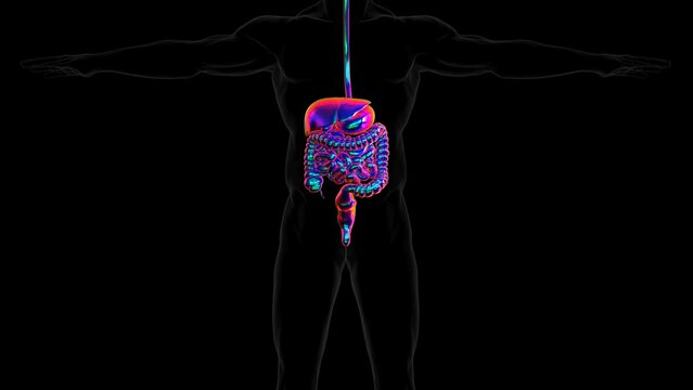 3D Rendering Human Digestive System Anatomy