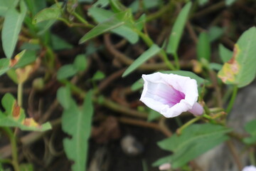 Tender purple and violet color of Water Spinach flower a.k.a Ipomoea Aquatica. With bokeh blur background and Copy Space
