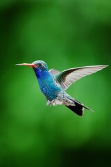 blue tailed bee eater