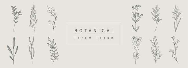 Botanical abstract background with floral line art design. Horizontal web banner with composition of herbal and bouquet collection with flowers, wildflowers, herbs and twigs. Vector illustration.