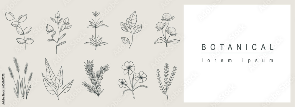 Poster Botanical abstract background with floral line art design. Horizontal web banner with herbal minimal composition of collection with flower blossoms on twigs, herbs and leaves. Vector illustration.