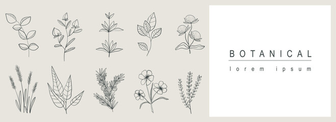 Botanical abstract background with floral line art design. Horizontal web banner with herbal minimal composition of collection with flower blossoms on twigs, herbs and leaves. Vector illustration.