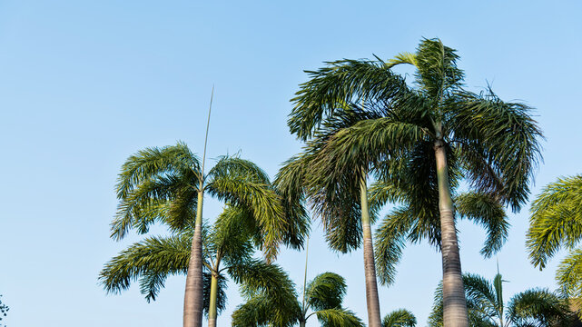 Palm trees under the blue sky