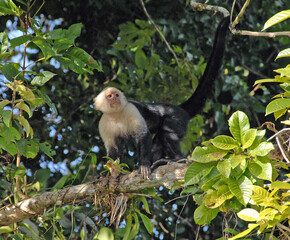 Capuchin monkey