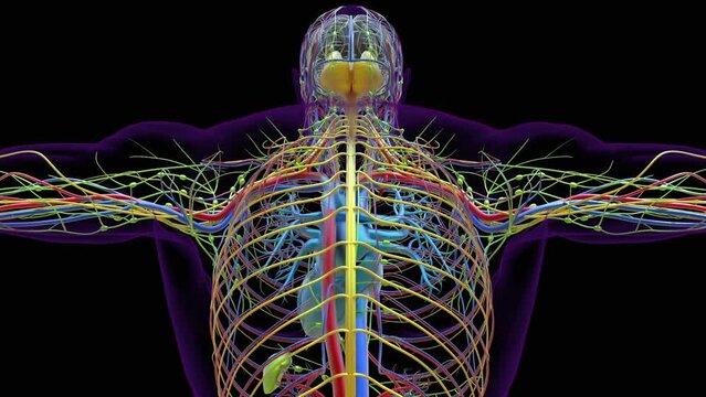 Human brain anatomy for medical concept 3D rendering