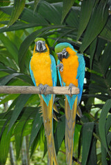blue and yellow macaws