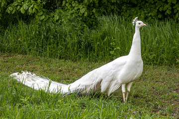 White Indian Peacock carrying its Beautiful Long Tail in the Garden 
