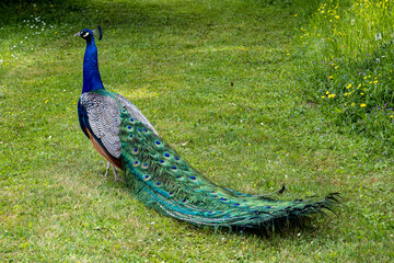 beautiful blue peacock walk on garden grass