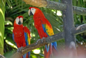 Scarlet macaws