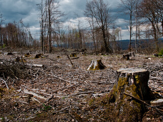 DYING FORESTS IN GERMANY WITH TREES CLUBDOWN AND STUMPS STILL STANDING