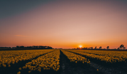 Tulpenfelder im Sonnenuntergang 