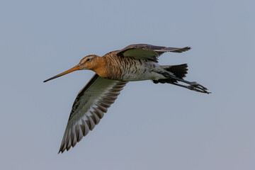 black-tailed godwit