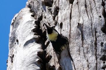 An acorn woodpecker peeks out from its nest inside a tree stump.