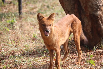 fox in wood 