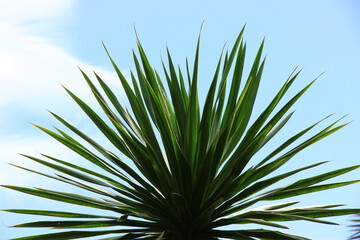 plam tree or coconut branch with bluesky background.