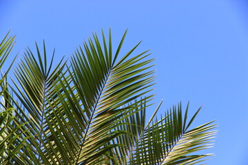 Fototapeta premium plam tree or coconut branch with bluesky background.
