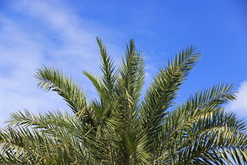 Obraz na płótnie Canvas plam tree or coconut branch with bluesky background.