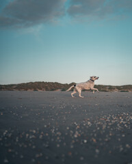 Schwarz weißer Hund am Strand