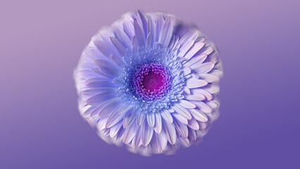 Lavender Daisy Macro Photography on Purple Background, Close Up, Floral Art Background