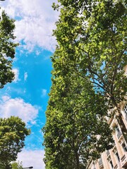 trees in the park