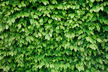 Fototapeta na wymiar Creative layout made of green leaves. green leaves background, Green leaves pattern background, Natural background and wallpaper. Nature concept.