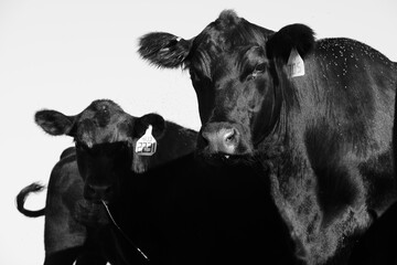Faces of black angus cows for agriculture industry in black and white closeup.