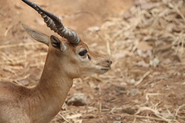 impala in the savannah