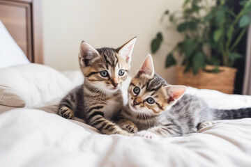 Fototapeta na wymiar Two cute little kittens playing on bed at home. Generative AI.