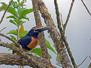 Collared Aracari