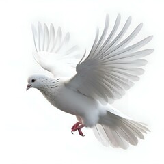 "Pure Elegance: Isolated Dove on White Background"Ai