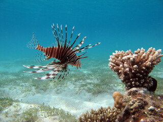 Naklejka na ściany i meble Lion Fish in the Red Sea in clear blue water hunting for food . Lion Fish, the lionfish preys on a coral reef protected by its long venomous spines. 