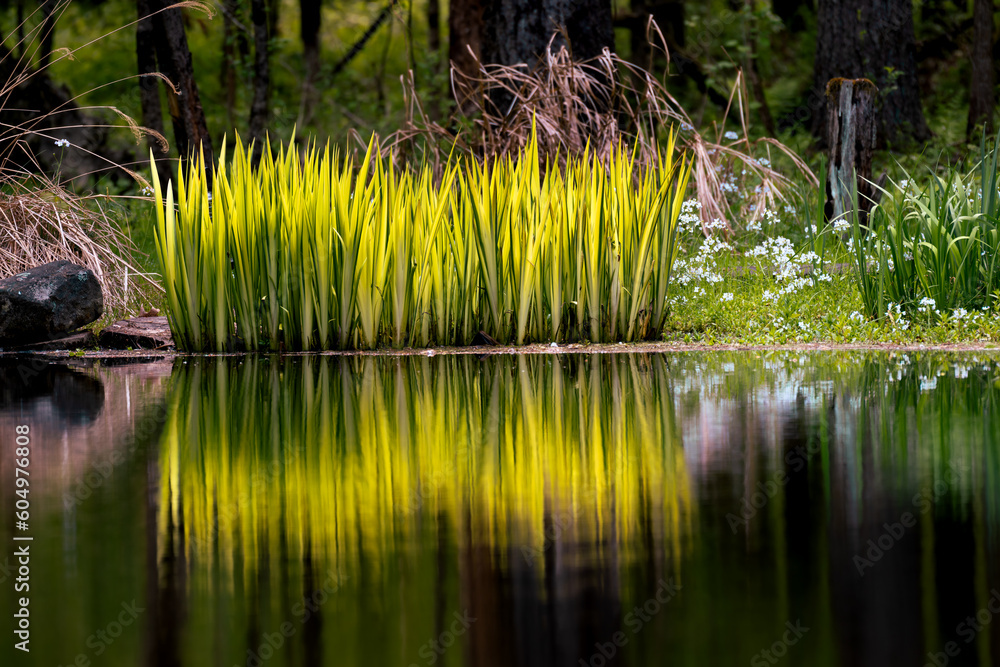 Canvas Prints spring has sprung at our friend's pond in upstate ny. this is a very calm and tranquil spot to enjoy
