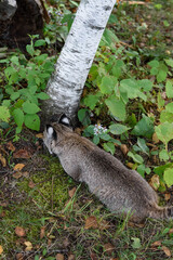 Bobcat (Lynx rufus) Sniffs at Base of Birch Tree Autumn
