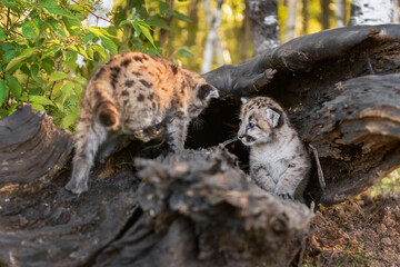 Cougar Kitten (Puma concolor) Looks At Sibling Crawling on Log Autumn