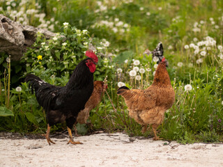 Rooster and hen
