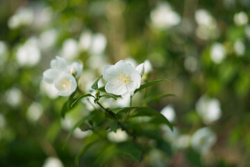 公園に咲く白い花