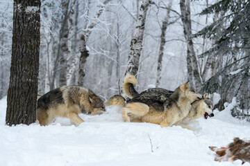 Wolves (Canis lupus) Run Right Near White-Tail Deer Body Winter