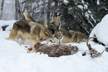 Naklejka premium Wolf (Canis lupus) Pack Check Out White-Tail Deer Body Winter