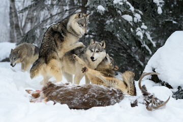 Wolf (Canis lupus) Pack Pile On Each Other at White-Tail Deer Body Winter