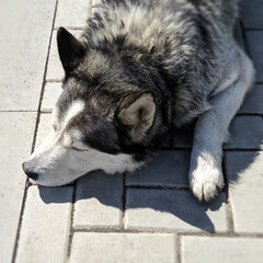 Husky dog sleeping in the sun close-up blurred background