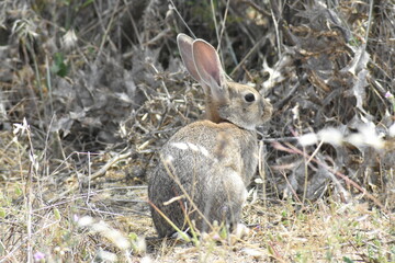 Confident wild young rabbit observing what the photographer is doing