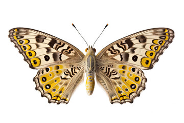 Butterfly with colorful wings isolated on white. Generative AI