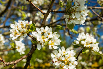Obraz premium flowering wild apple tree in springtime