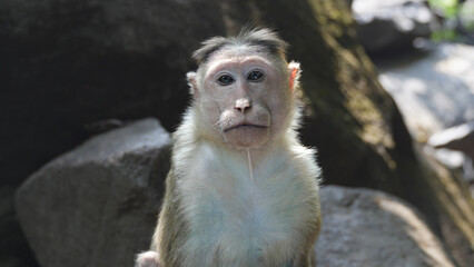 young monkey looking sad and facing the camera against a backdrop of rocks