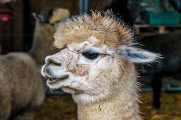 Obraz premium A head view of a cute honey brown Alpaca in a pen near Melton Mowbray in Summertime